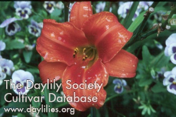 Daylily Mended Heart